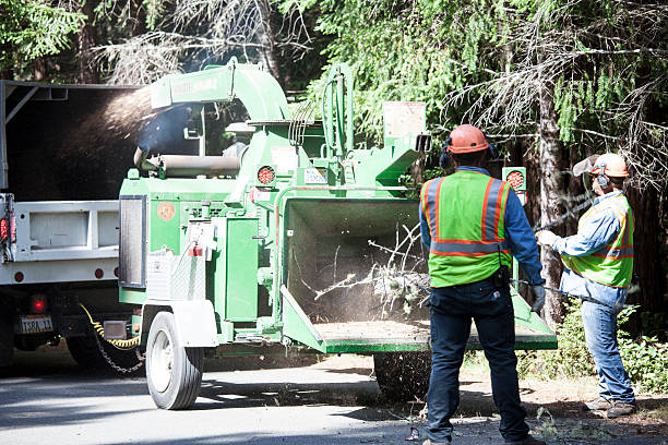 Trusted Okemos, MI Tree Services Experts